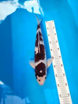 Gazy koi