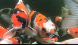 Podomoro koi