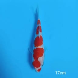 q koi 