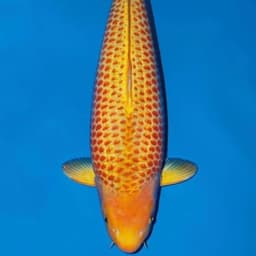 Hartono King_koi