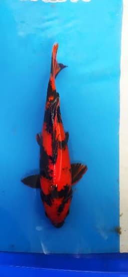 Nwenkoi