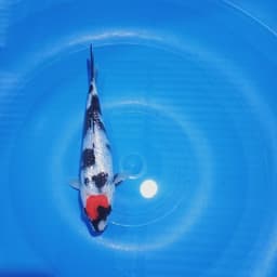 cholid koi