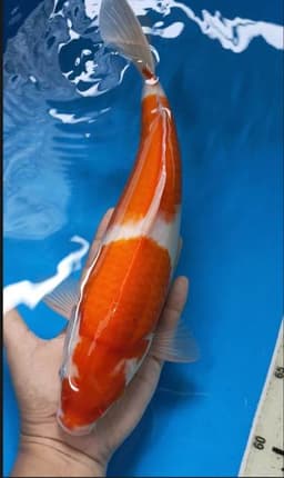 Willy koi
