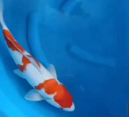 Sumber Arto Koi