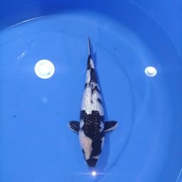 Saitama koi 