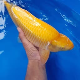 Kaidha koi