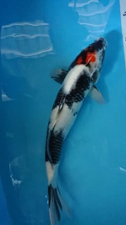 Hening Koi