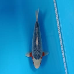 Dvd koi