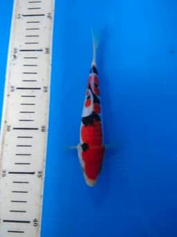 Arga koi