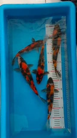 Jembrana729 koi farm