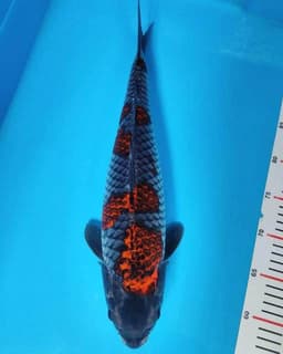 lumintu koi farm