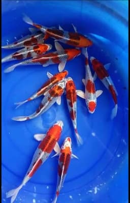 Acun_koi
