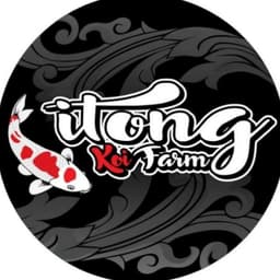 ITONG KOI