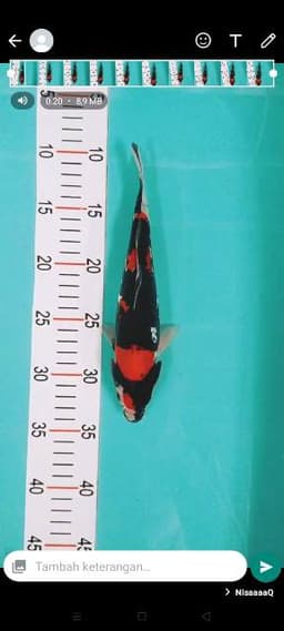 Nisa koi farm