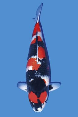 ilma koi