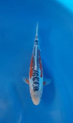 wahyu koi