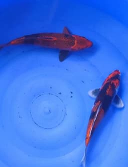 Alba koi