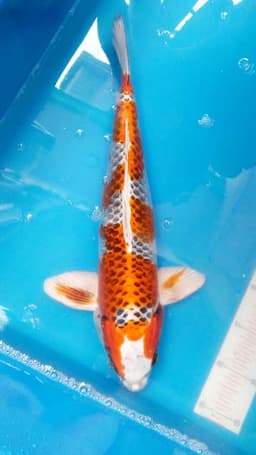 Serambi koi