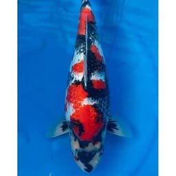 misi koi Mranggen 