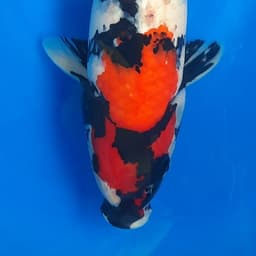 48 koi blitar 