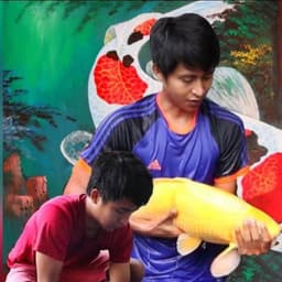 Koi Mas Jeje