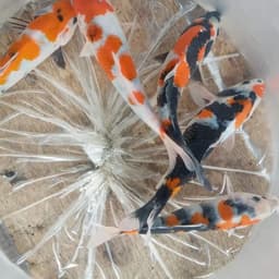 Abadi koi