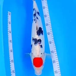Fina tategoi koi