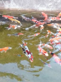 Quenby KOI