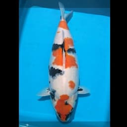Kaffa Koi Farm