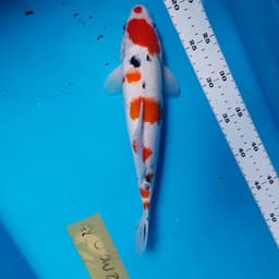 KENEIKI KOI