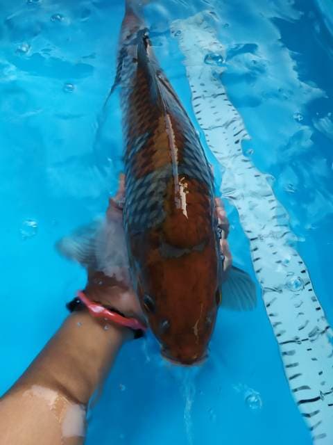 Foto profil ERRA-KOI