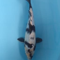 Koi Gabut