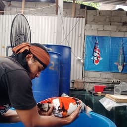 kapten koi blitar