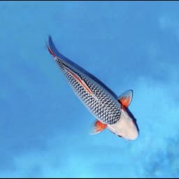 Etto Koi