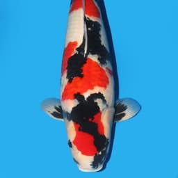 aprillia koi