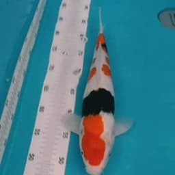 E koi. com