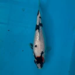 Gila koi