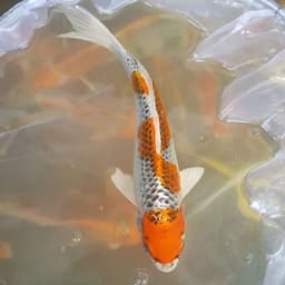 mbradenkoi