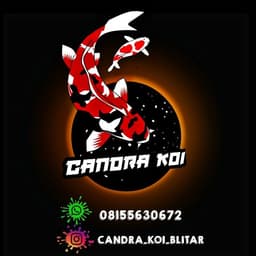 candra_koi