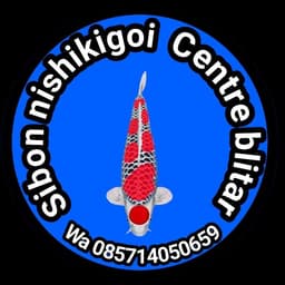sibon nishikigoi