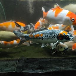 rumah koi
