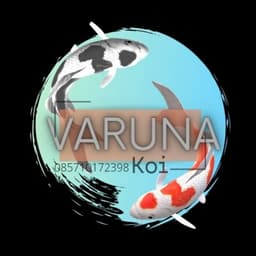 Varuna Koi