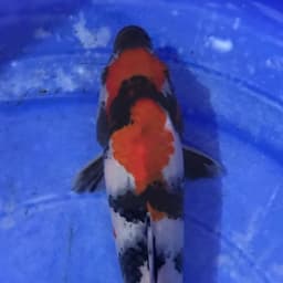 Ahoy Koi