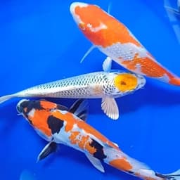 yans koi