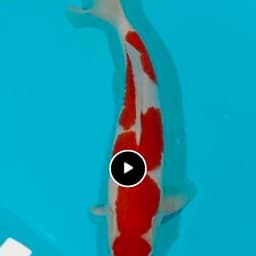 78 koi