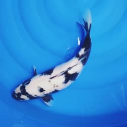 A jR Koi
