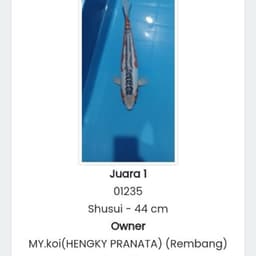 Hengky MY koi