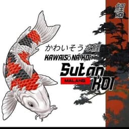 sutan koi farm
