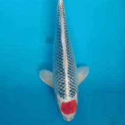 dodol koi