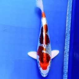 TEMON KOI